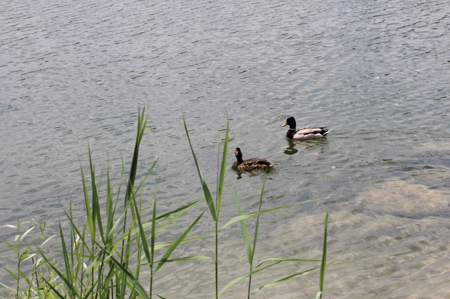 Spazieren am Wasser Enten