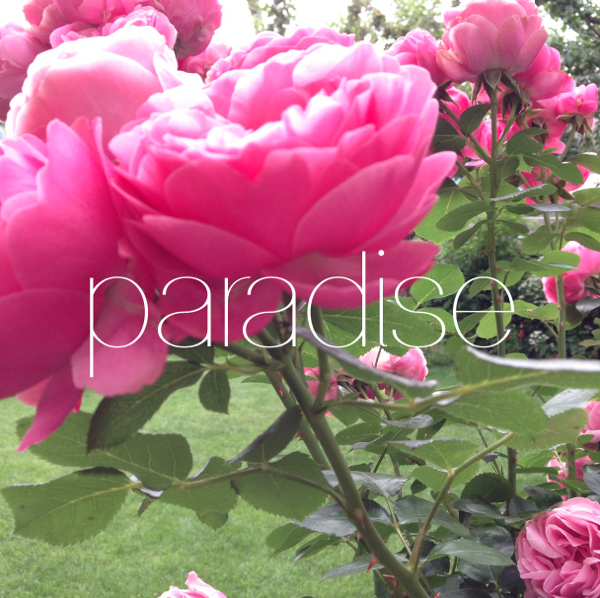 Rosen Paradies