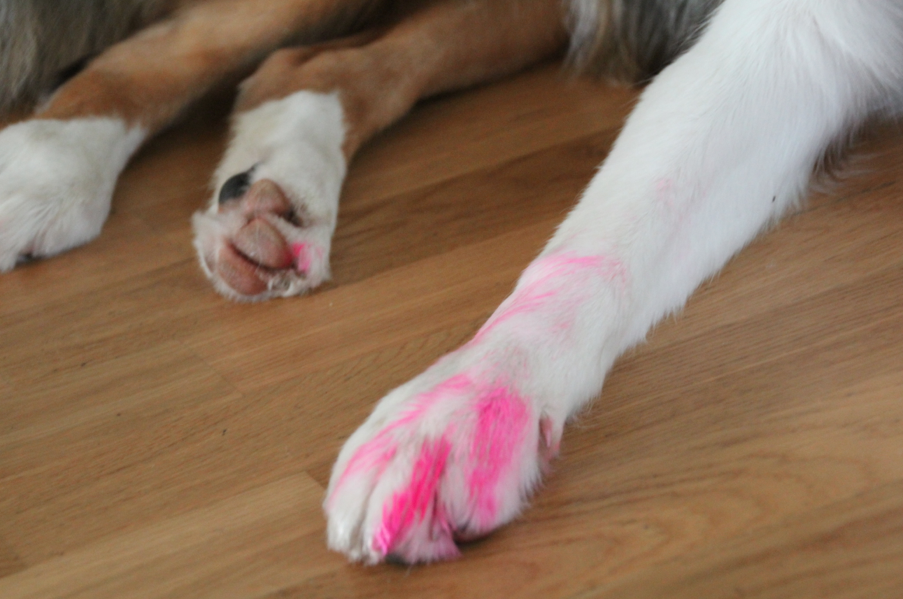 Pinker Hund II
