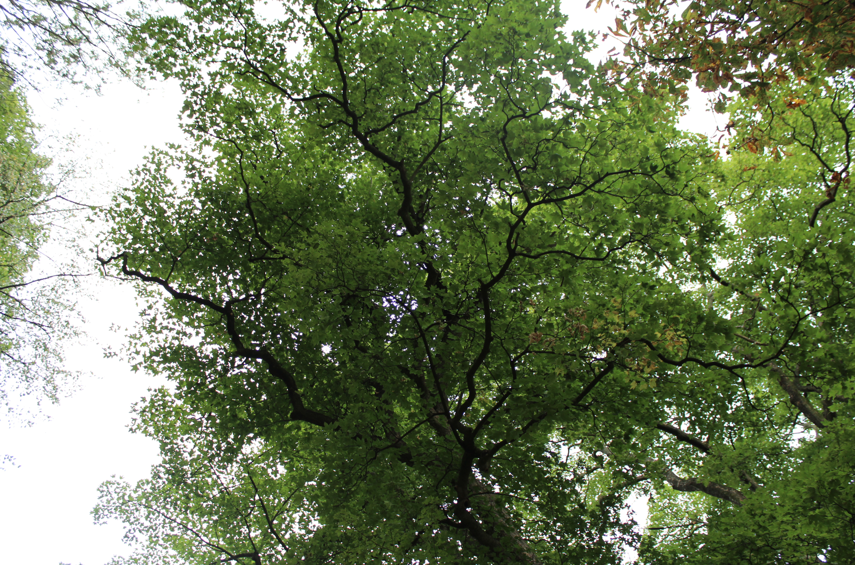 1 Natur Blätter Baum