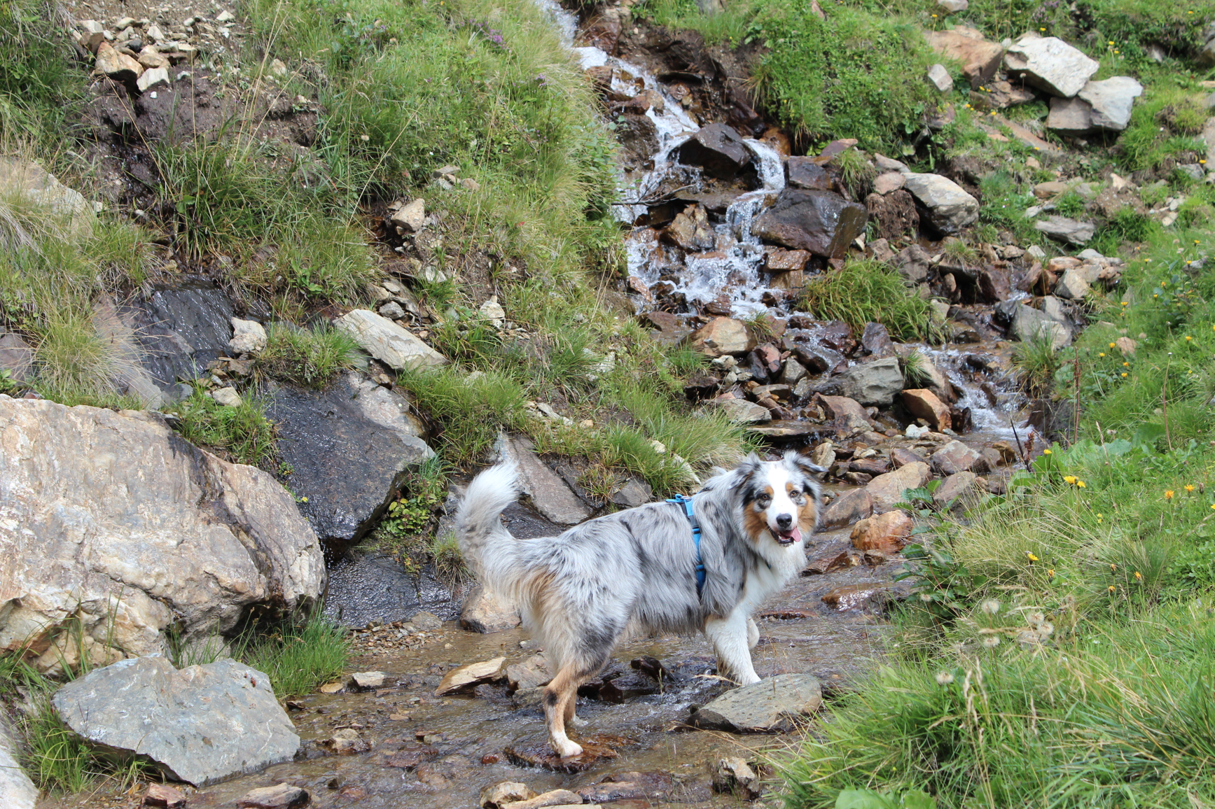 16 Wandern mit Hund in Osttirol