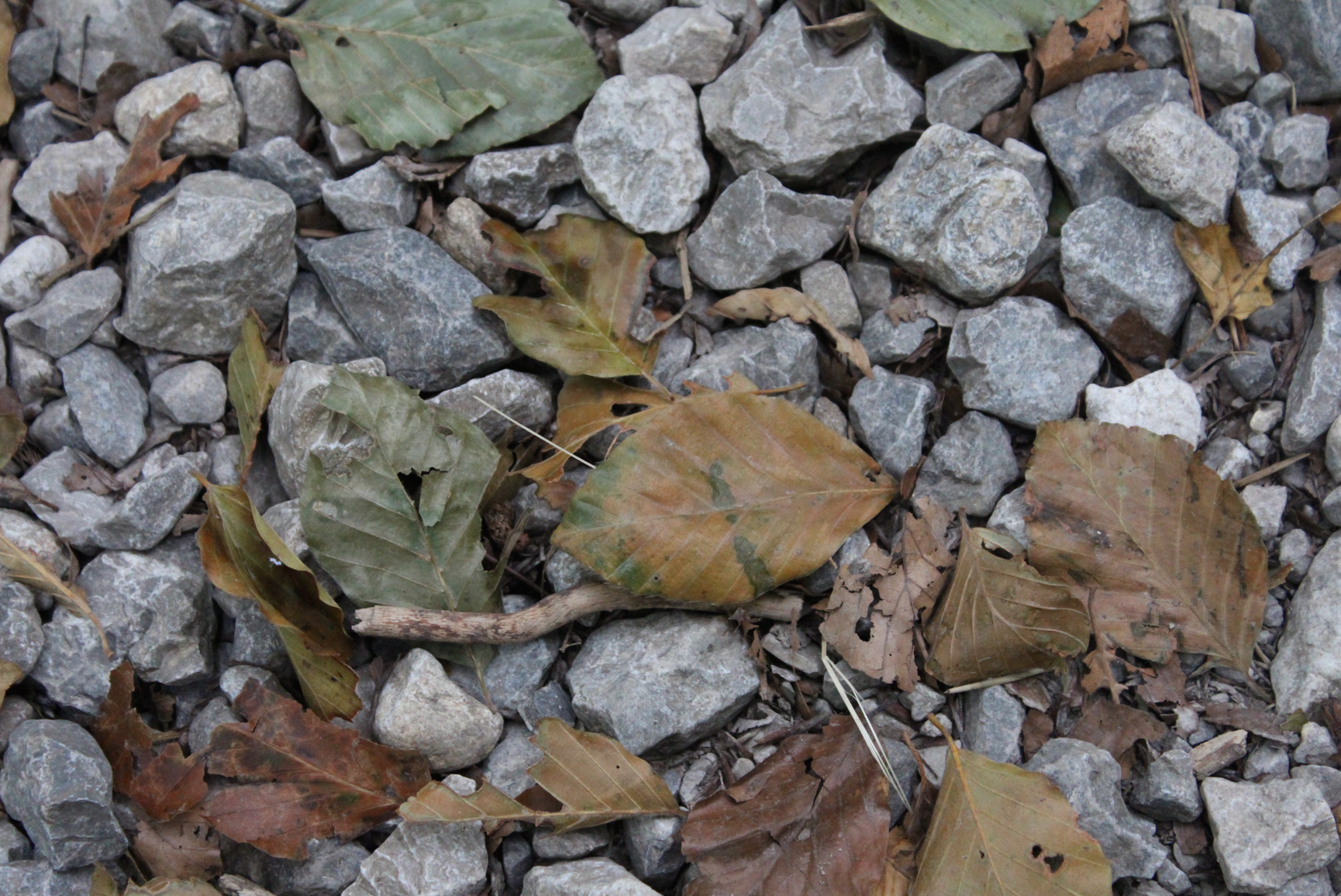 28 Steine und Blätter