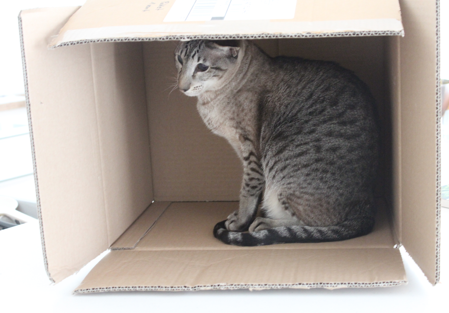 13 Smilla Katze in Karton