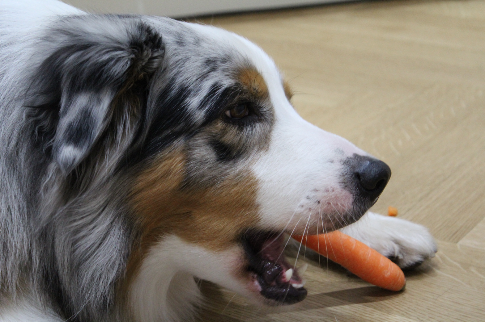 17 Hund frisst Karotte
