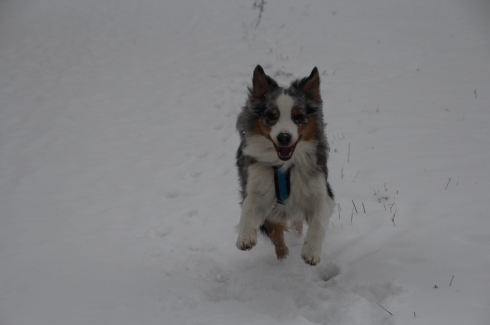 1 Hund im Schnee