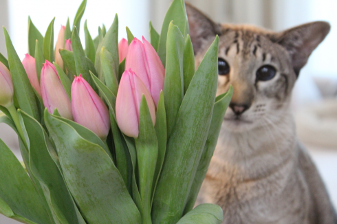 10 Tulpen Katze