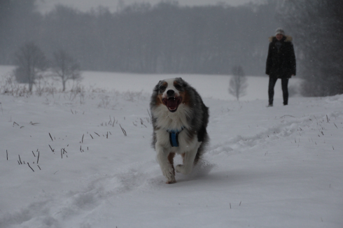 21 Hund im Schnee