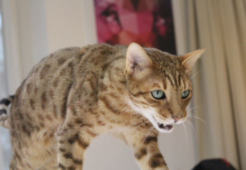 25 Bengalkater Diego