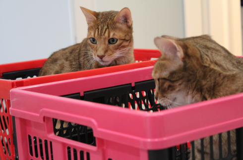 11 Katzen in Einkaufskisten
