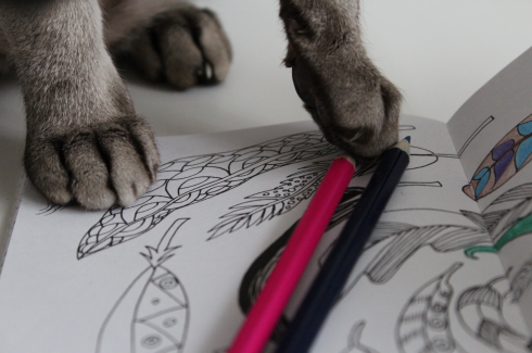 6 Katze spielt mit Stiften