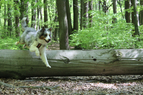 15 Hund springt über Baumstamm