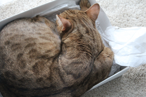 8 Katze schläft in Kiste