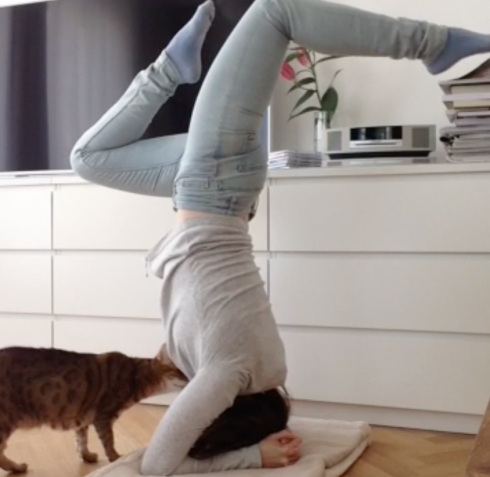 Katzen Yoga