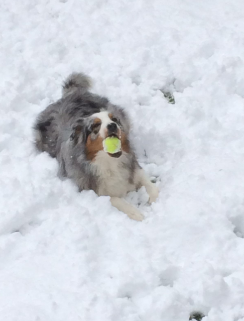 11 Hund im Schnee