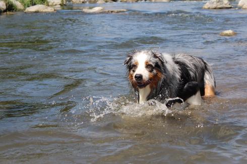 13 Hund im Wasser