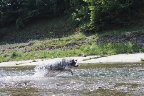 2 Laufender Hund im Wasser