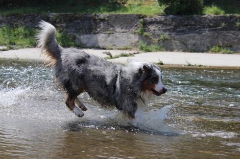 26 Hund im Wasser