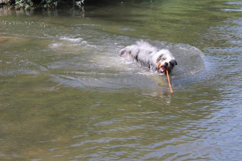 7 Schwimmender Hund