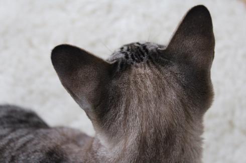 7 Smilla Katze Ohren