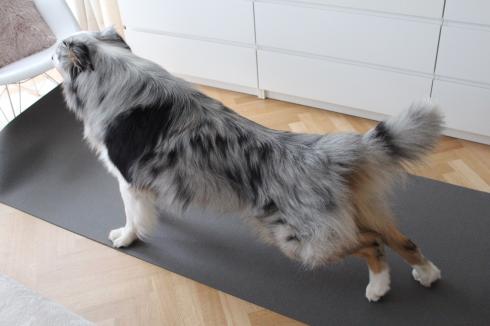 12 Yoga Hund