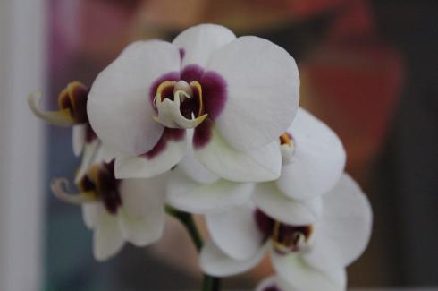 4 Orchidee