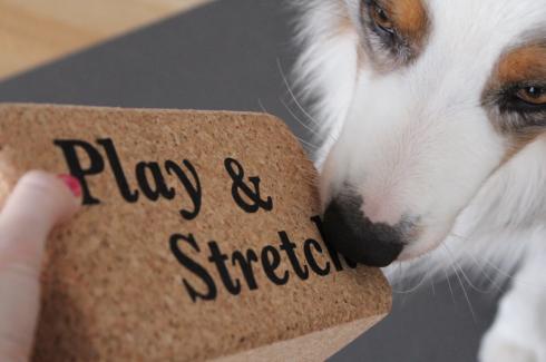 20-play-stretch-yoga-block-mit-hund