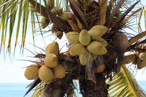 8-kokosnuesse