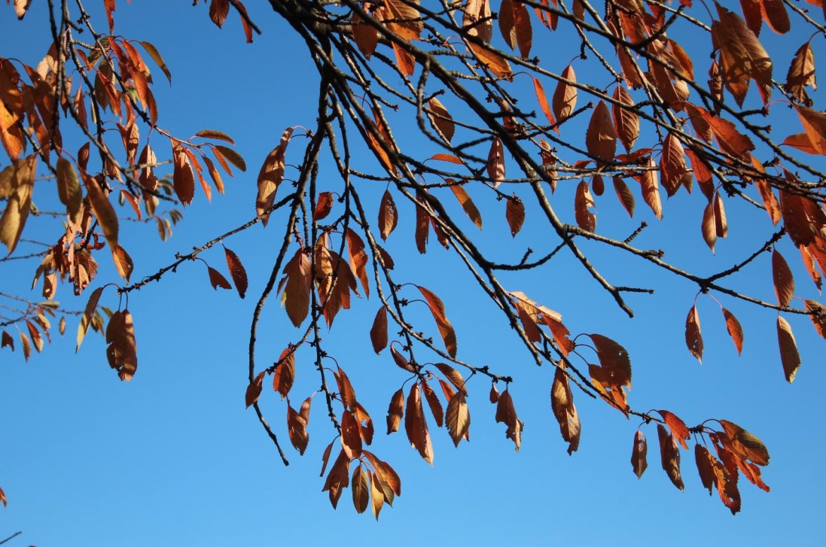 goldener Herbst Himmel Blätter Entspannung entspannen Gesundheit