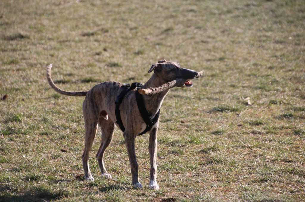 Whippet Windhund outdoor