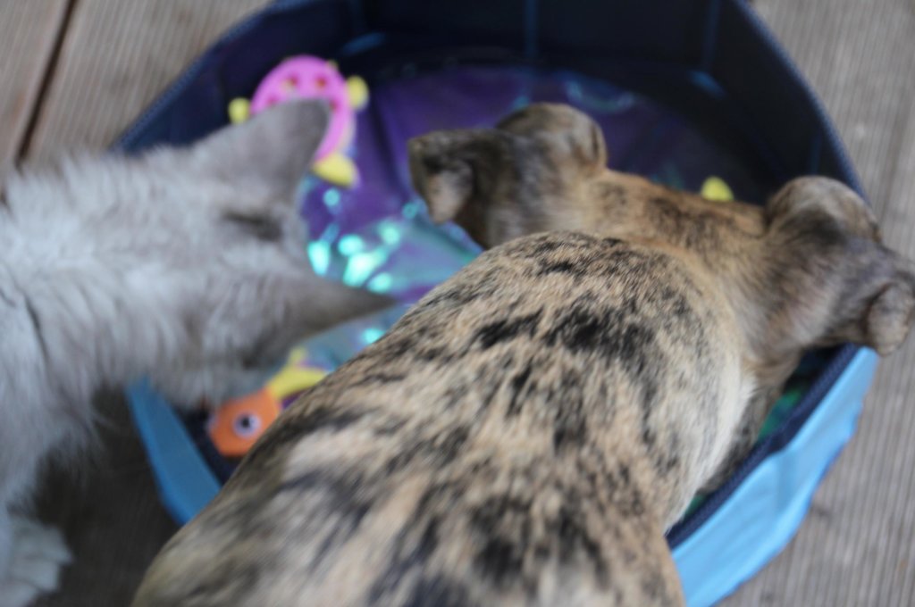 Kitty Pool für Katze und Hund
