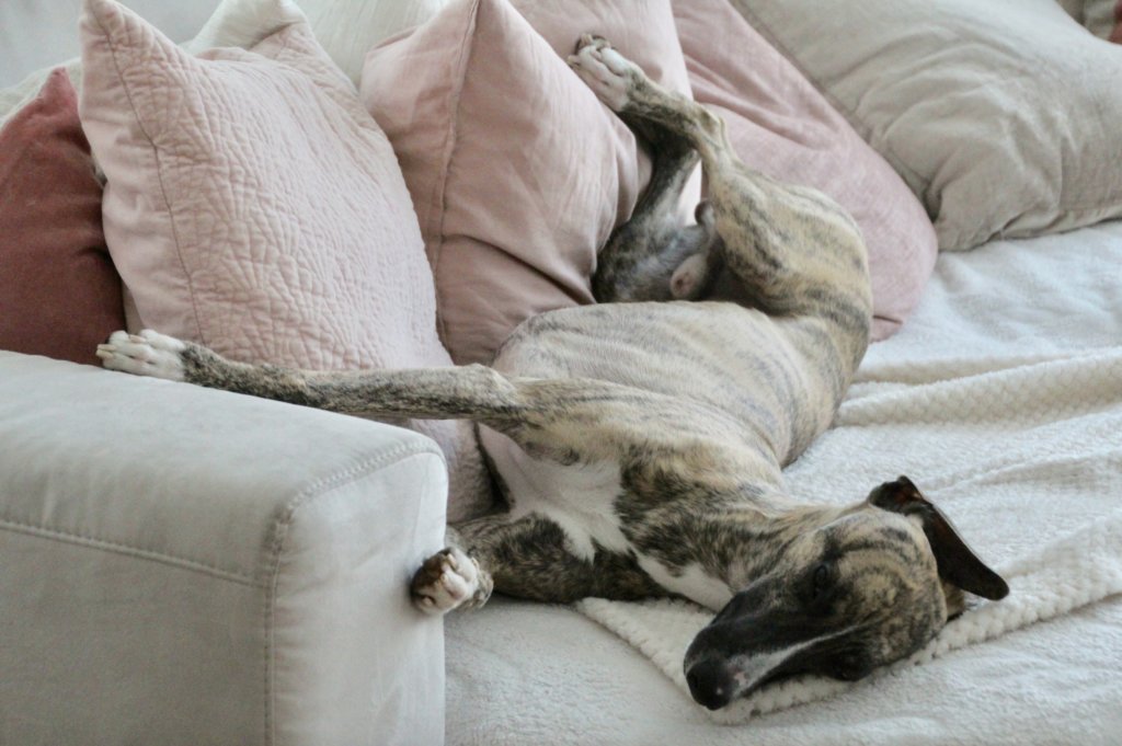 Get a whippet lose a couch