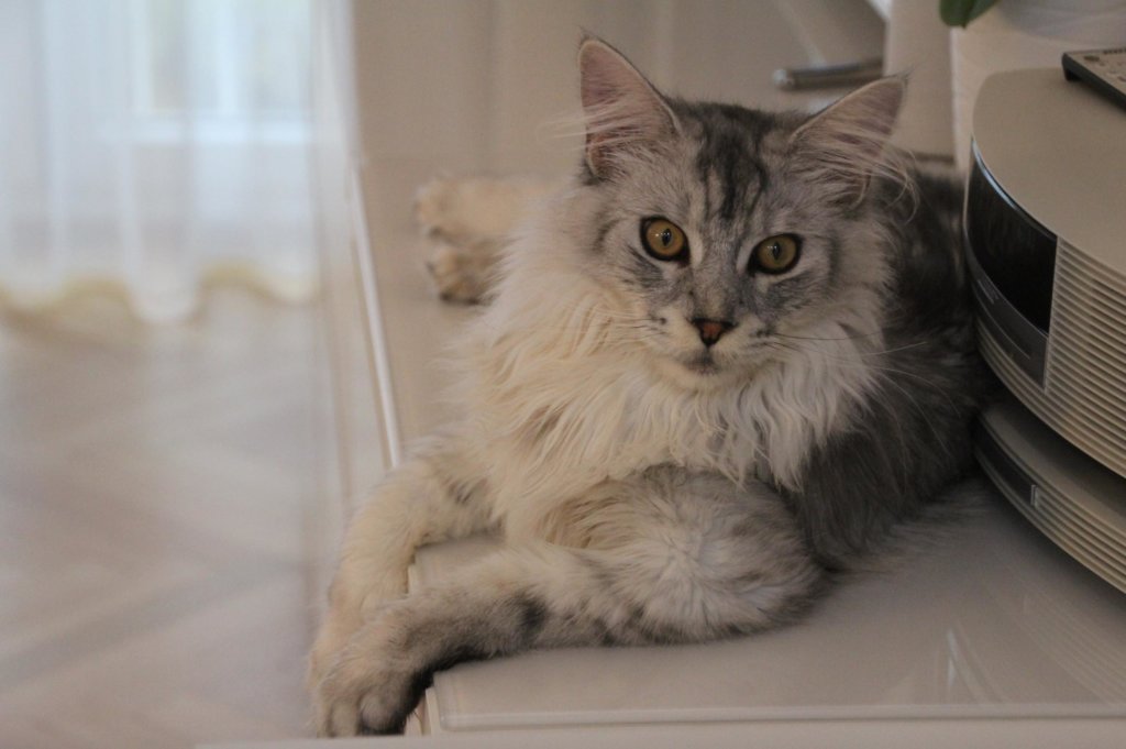 Katze Kater Maine Coon 