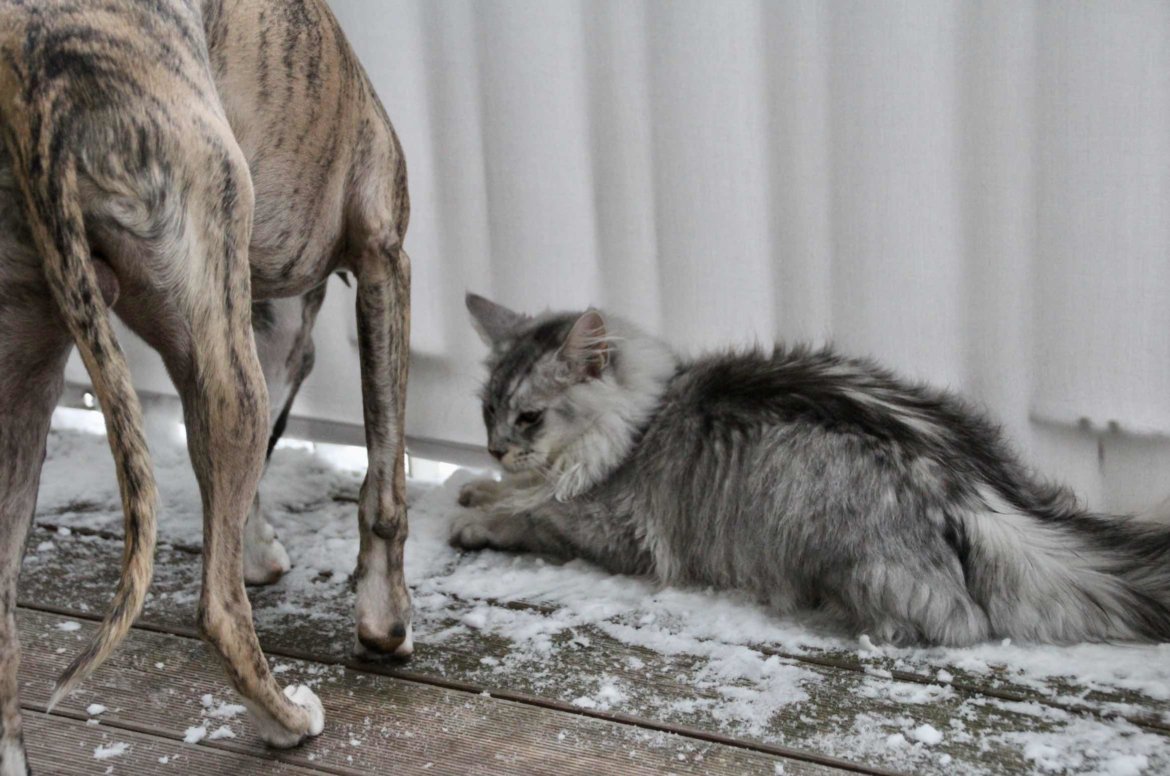 Katz und Hund im Schnee