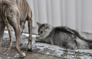 Katz und Hund im Schnee