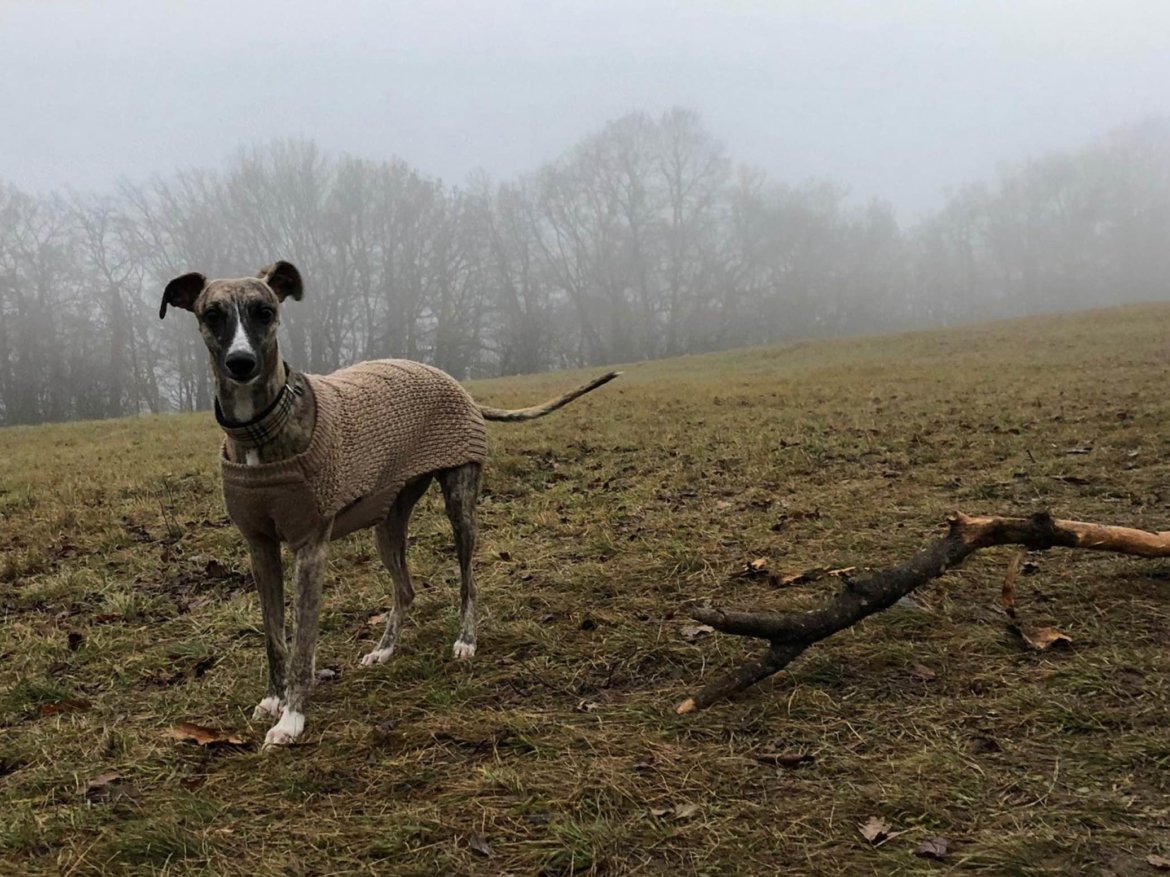 Whippet Spaziergang mit Hund im Nebel