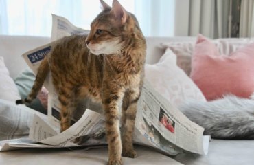 Katze Zeitung lesen