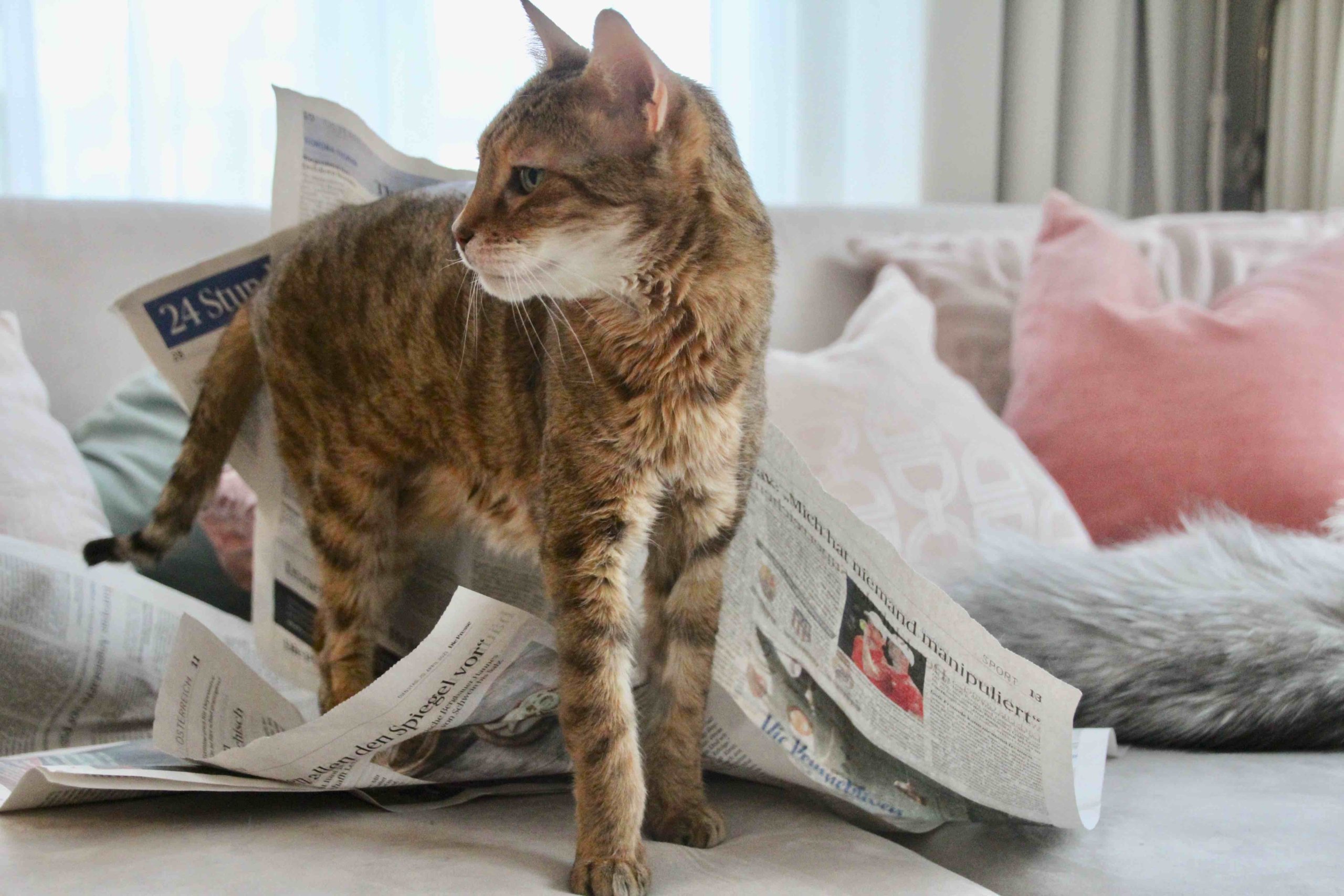Katze Zeitung lesen
