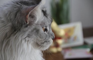 Maine Coon Katze Kater