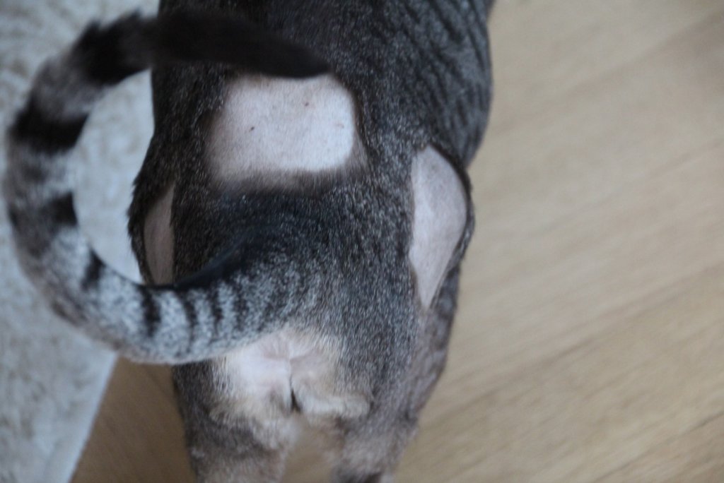 Goldakupunktur Goldimplantate Katze Hüftgelenke Wirbelsäule Erfahrungen Hinterbrühl
