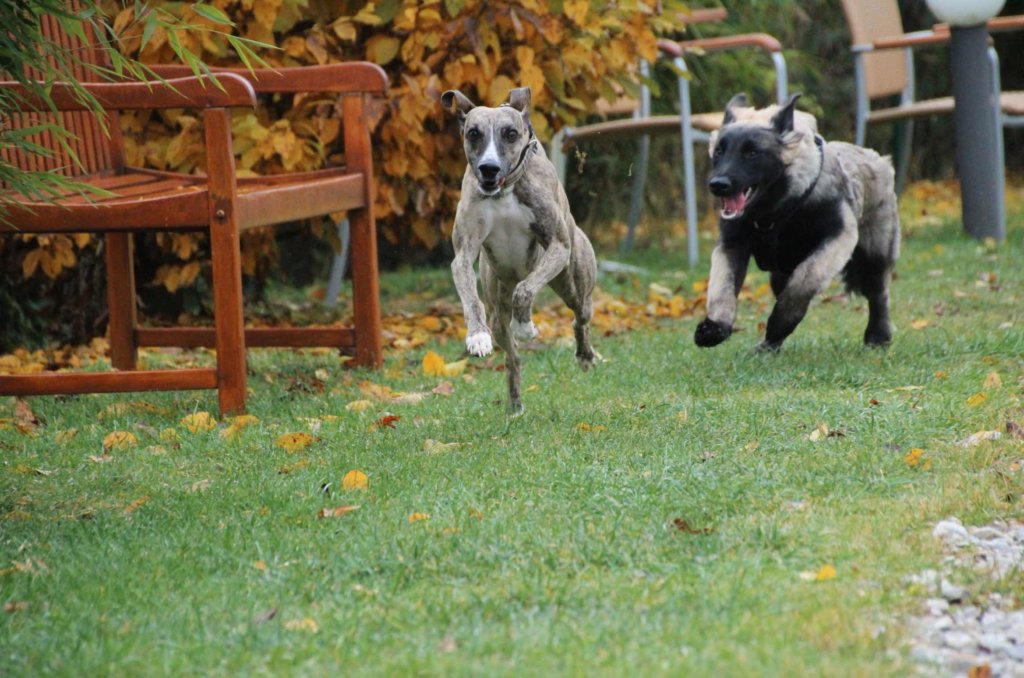 Spielen Hunde Rennen