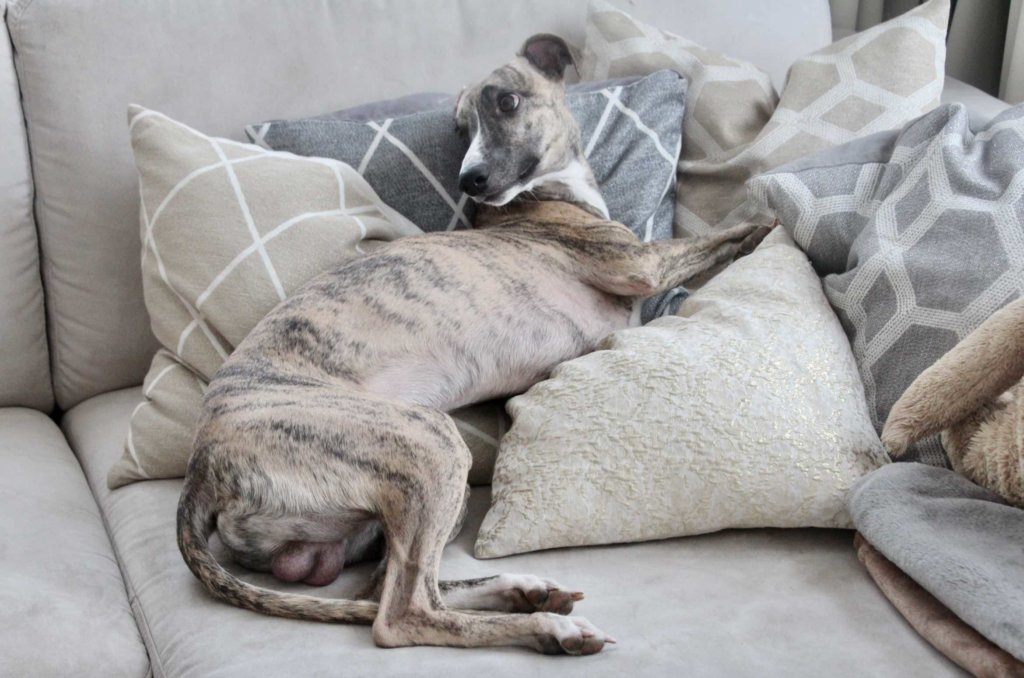 Whippet Windhund get a whippet lose a couch