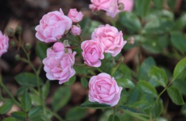 Bodendeckerrosen The Fairy rosa Garten