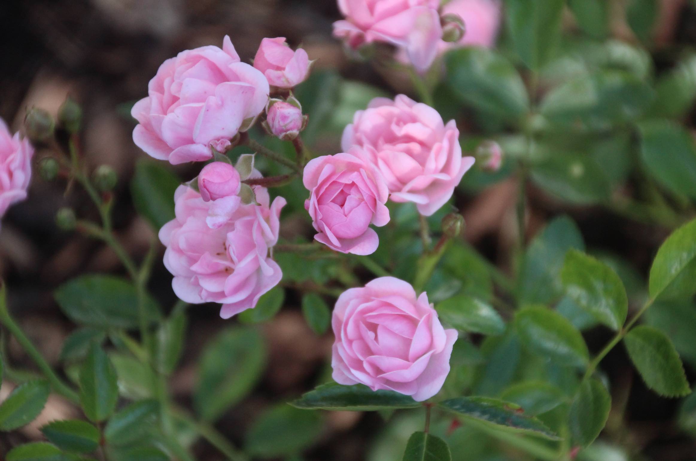 Bodendeckerrosen The Fairy rosa Garten