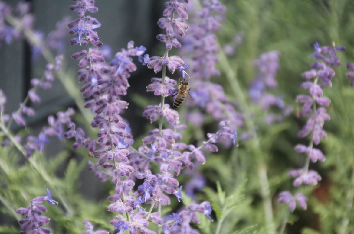 Blauraute Pflanze Garten Natur toll für Bienen