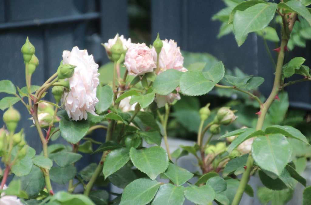 Strauchrose Cinderella rosa