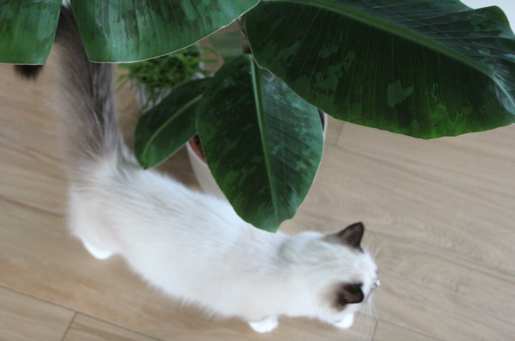 Katze Bananenpflanze ungiftig