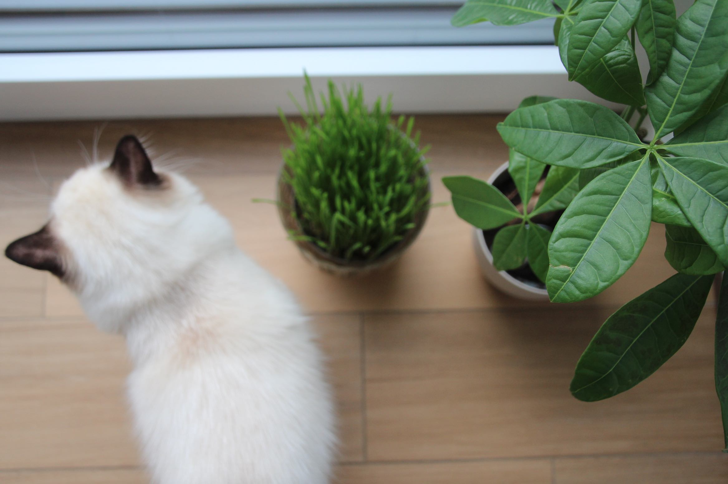 Zimmerpflanzen giftig ungiftig Haustiere Katze Hund Erfahrungen Tipps