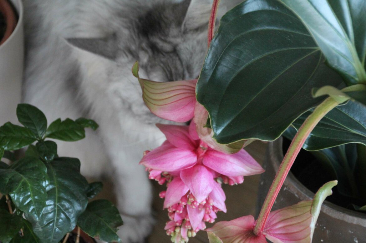 Zimmerpflanzen Tipps ungiftig für Katzen Medinilla