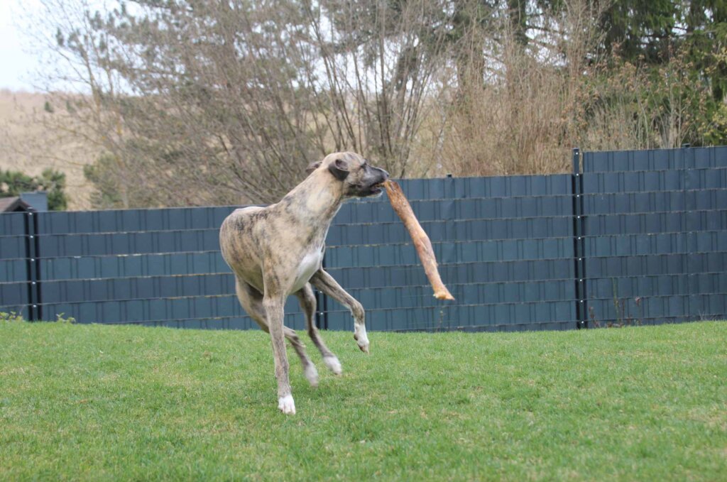 Alistair Whippet