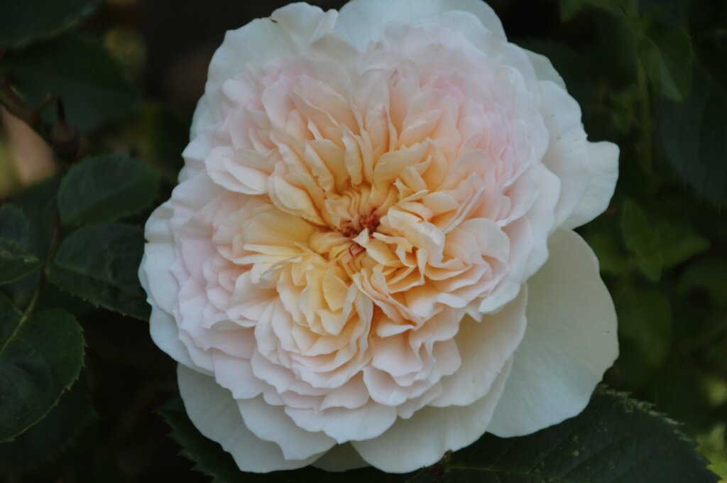Rosen rosa-apricot